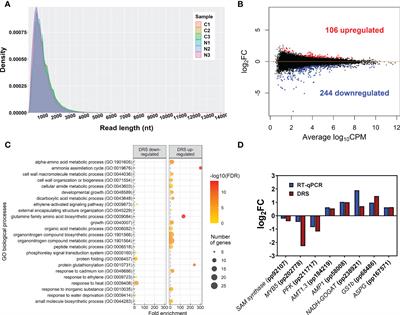 Epitranscriptome changes triggered by ammonium nutrition regulate the proteome response of maritime pine roots